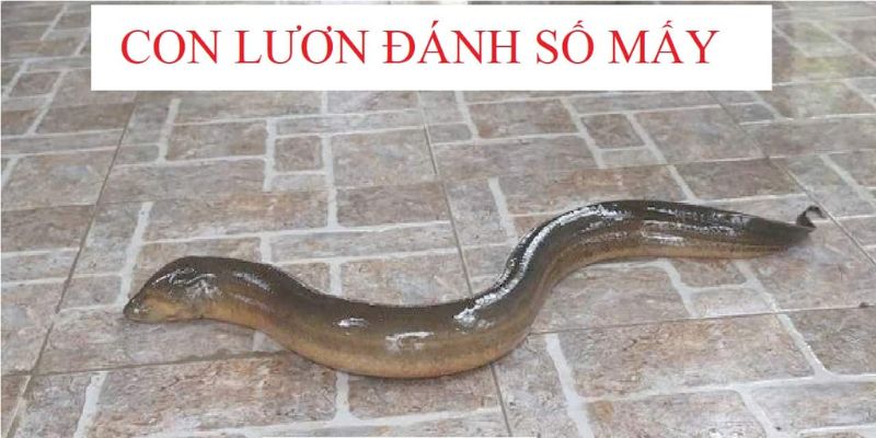 Giải mã nằm mơ thấy bắt lươn đánh số gì