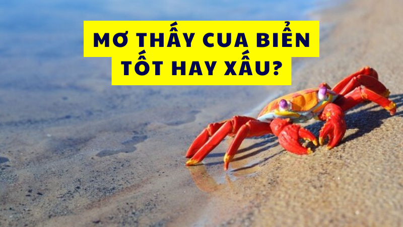 Nằm mơ cua biển đánh số gì? Tốt hay xấu