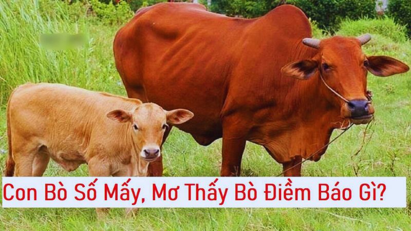 Ý nghĩa đằng sau giấc mơ về bò